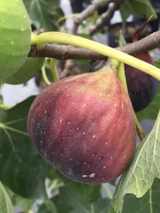 ripe Fruit on Fig Tree