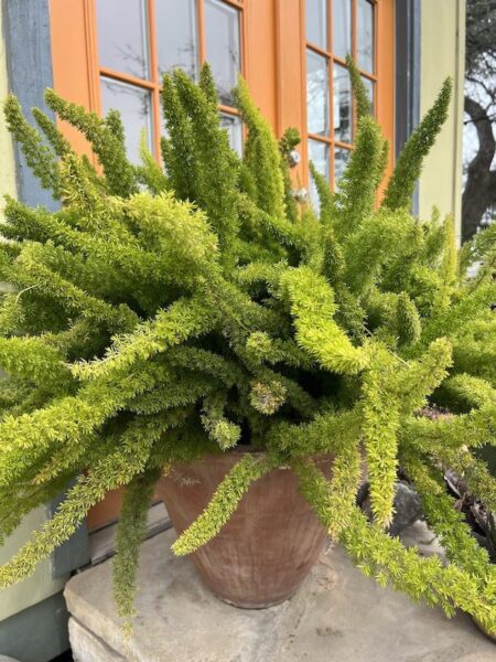 Foxtail Fern in a container