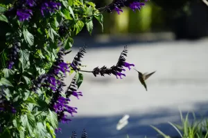 Hummingbird and Salvia Amistad blooms