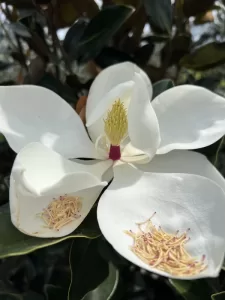 Magnolia bloom with stamen