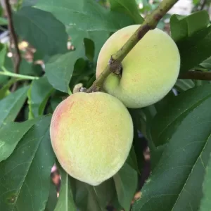 Peach Tree fruit