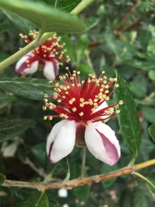 Pineapple Guava blooms