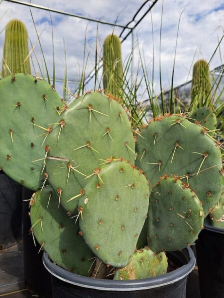 Prickly Pear Cactus Opuntia pads