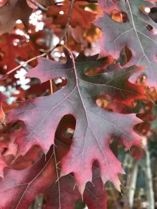 Texas Red Oak Tree showing fall red color of leaf