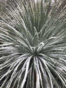 Yucca Rostrata covered in snow
