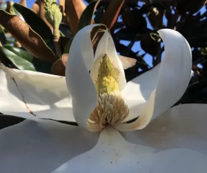 Full Magnolia bloom with stamen