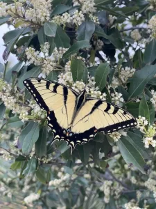 Compact Cherry Laurel and yellow Swallowtail Butterfly