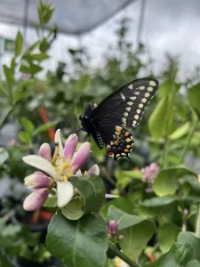 Meyer Lemon and black Swallowtail butterfly