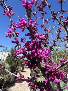 Oklahoma Redbud blooms on branches