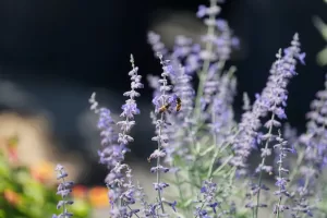 Russian Sage and bee on blooms
