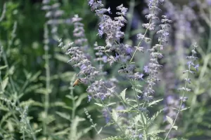 Russian Sage and bee