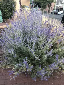 Russian Sage plant