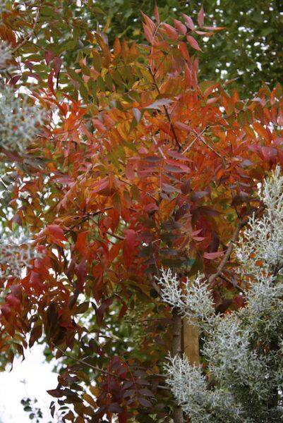 Chinese Pistache fall foliage orange leaves