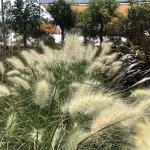 Feather Top Pennisetum Grass