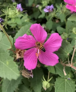 pink Pavonia Rock Rose bloom and bee