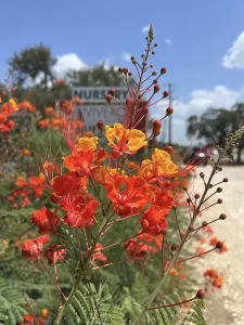 Pride of barbados bloom up close