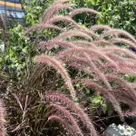 Purple Fountain Grass