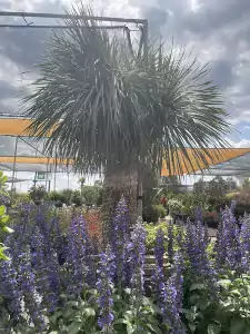 Yucca rostrata and Mystic Spires