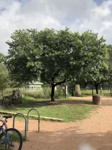 Monterrey Oak Tree