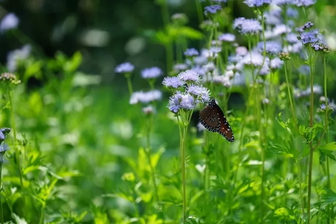 Butterflies and Mistflower