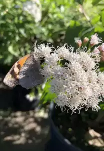 Butterfly and White Mistflower