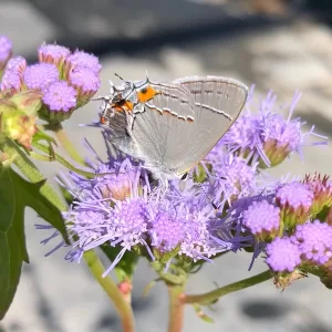 Gray Hairstreak butterfly and Mistflower