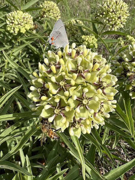 Antelope Horn Milkweed Texas native with butterfly in central Texas