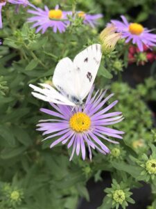 Fall Aster texas native and butterfly