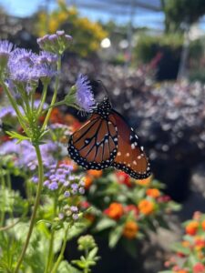 Greggs mistflower texas native