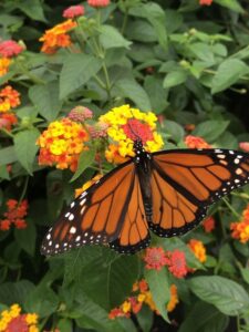 Monarch butterfly and Lantana bloom