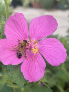 Rock Rose Texas native plant and bee