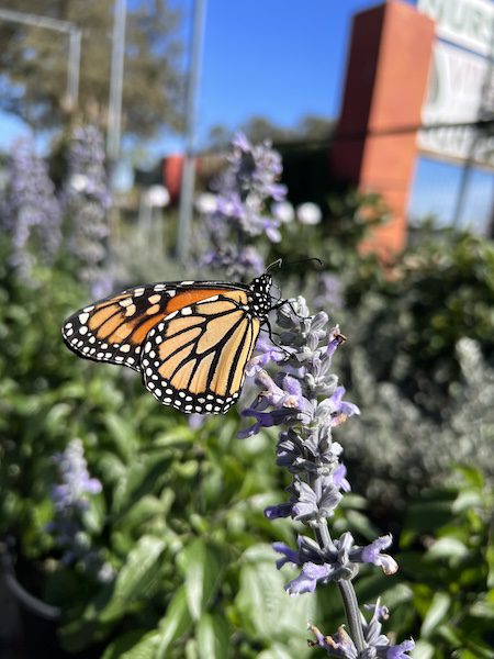 Plants attract butterflies