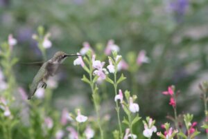 hummingbird and salvia