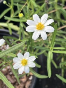 Blackfoot Daisy