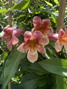 Crossvine blooms