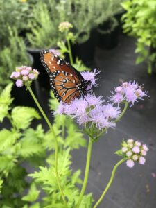 Gregg's mistflower flowers and butterfly