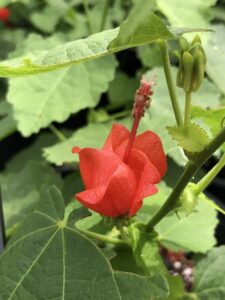 red Turks Cap bloom