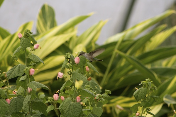 hummingbird and pink turks cap