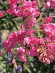 Coral Vine and bee