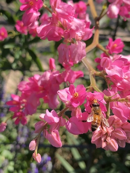 Pink Coral Vine flowers and bee at Vivero Growers Nursery display garden.