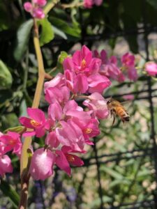 Coral Vine blooms