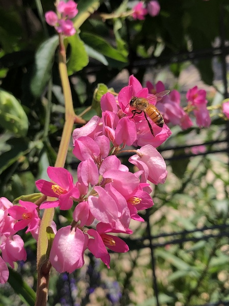 Coral Vine