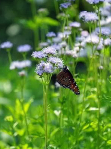 Mistflower with butterfly