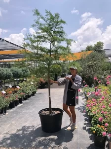 Montezuma Cypress