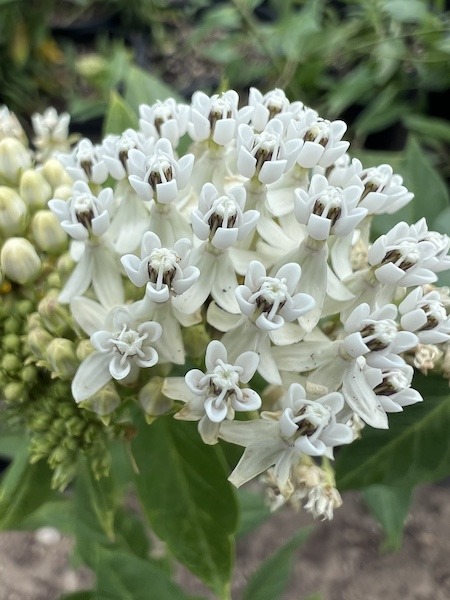 Clusters of Texas Milkweed blooms in garden setting