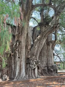 Tule Tree side view