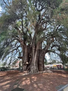 Tule Tree