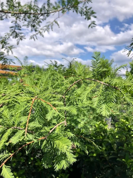 foliage Montezuma cypress