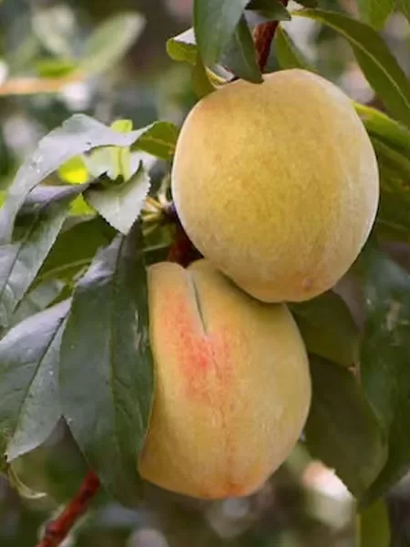 Plant Peach Trees Plant Peach Trees