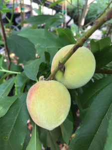 peach tree fruit